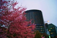 桜いま咲きほこる