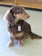 番犬