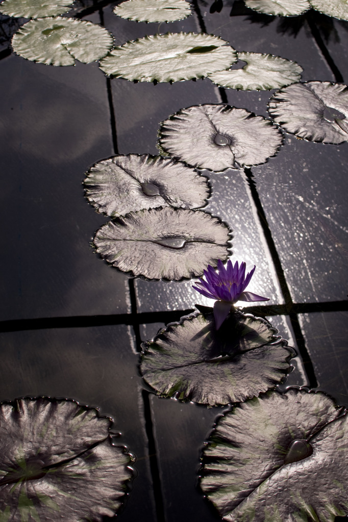 蓮の花一輪