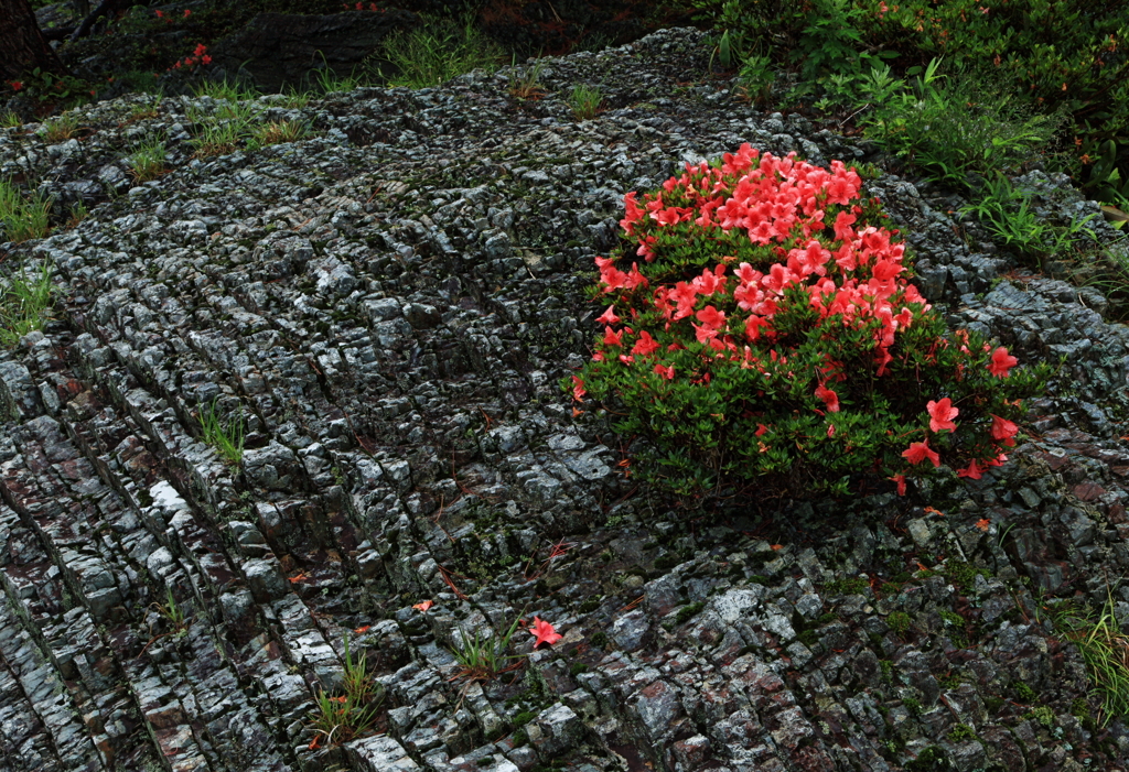 奇岩に咲く花