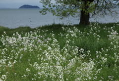 地味な花だけど・・・