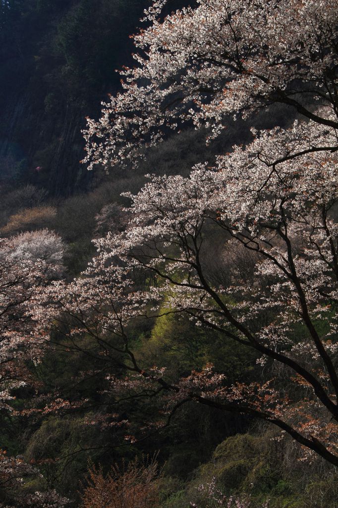 山桜　Ⅰ