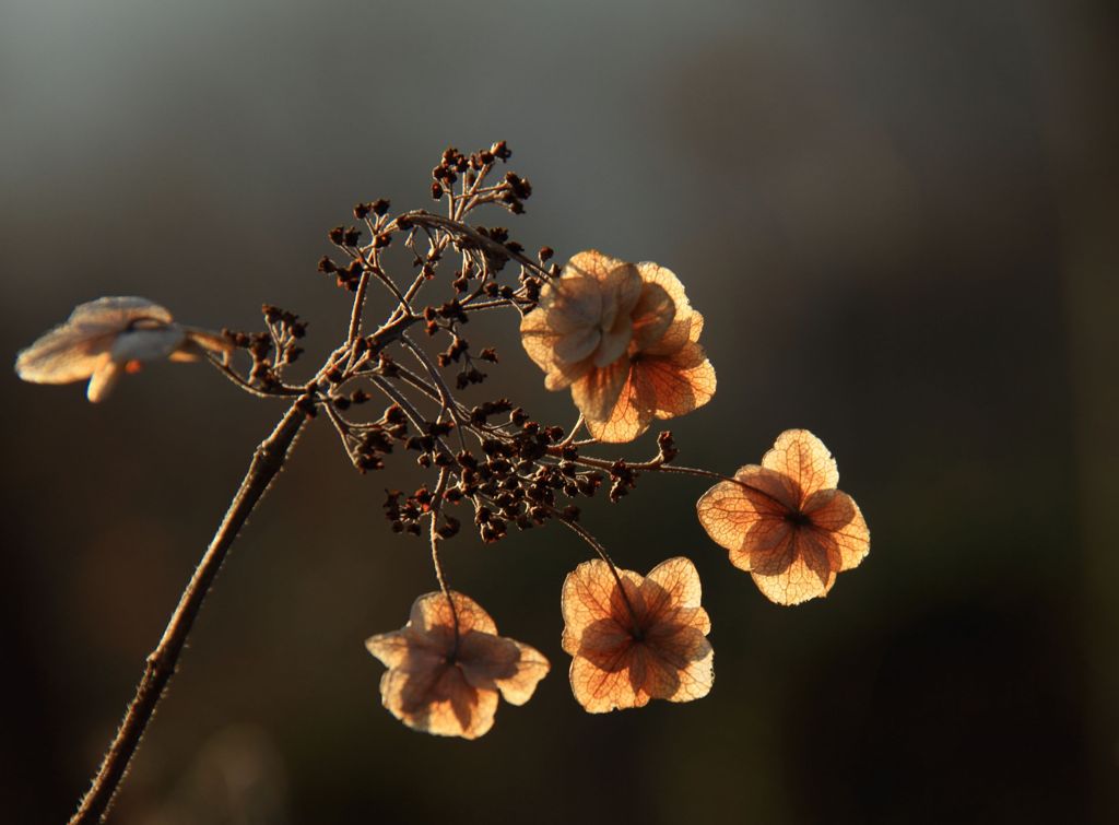 冬枯れの紫陽花