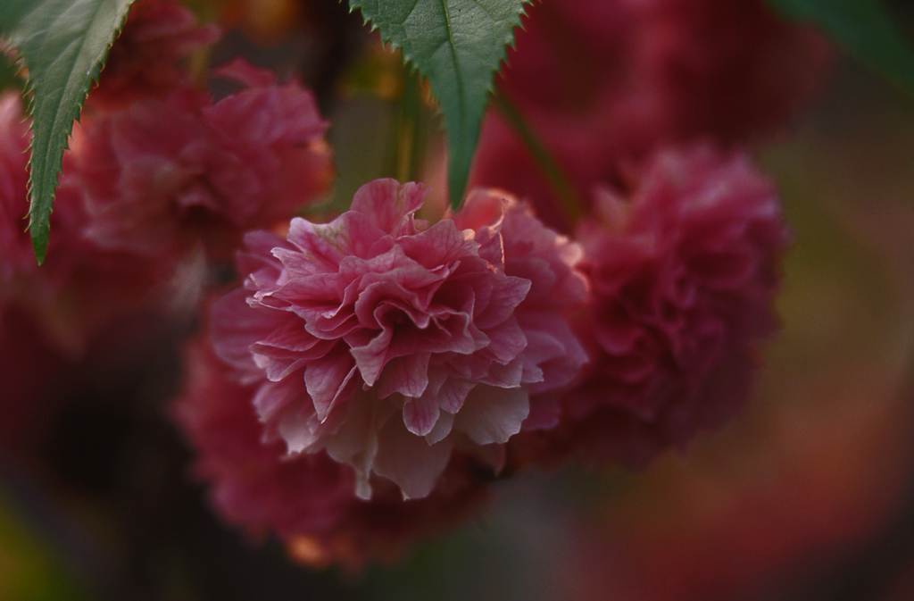 八重-桜
