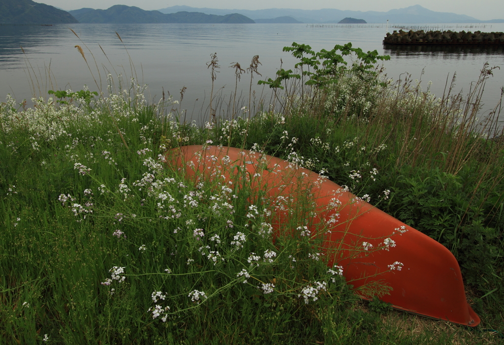大根の花