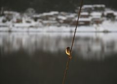 余呉の野鳥