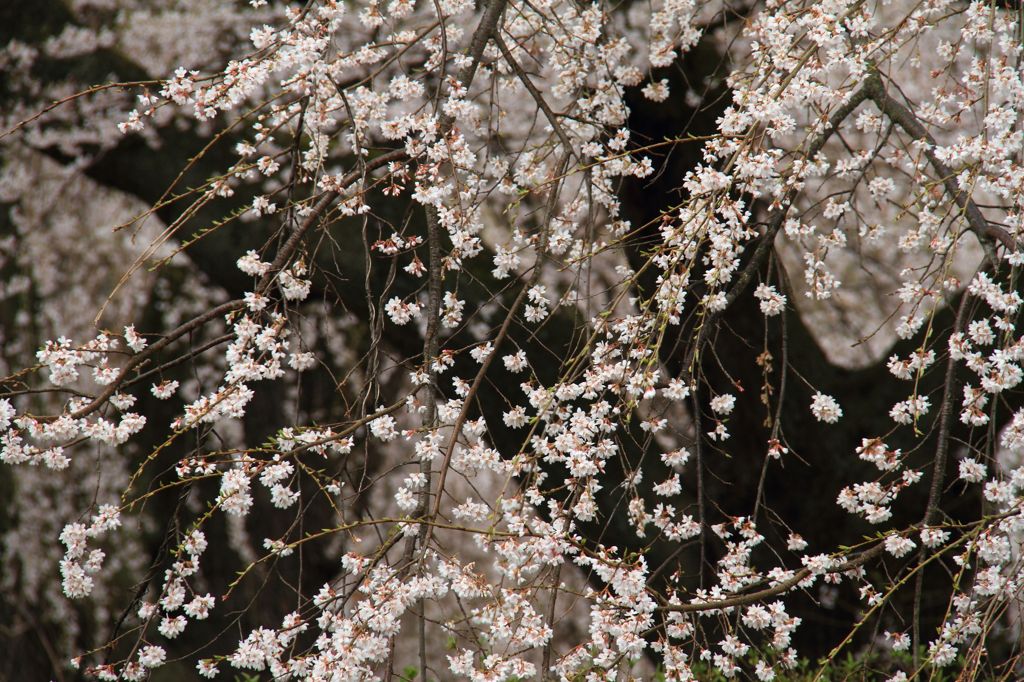 桜　Ⅰ（安養寺）