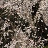 桜　Ⅰ（安養寺）