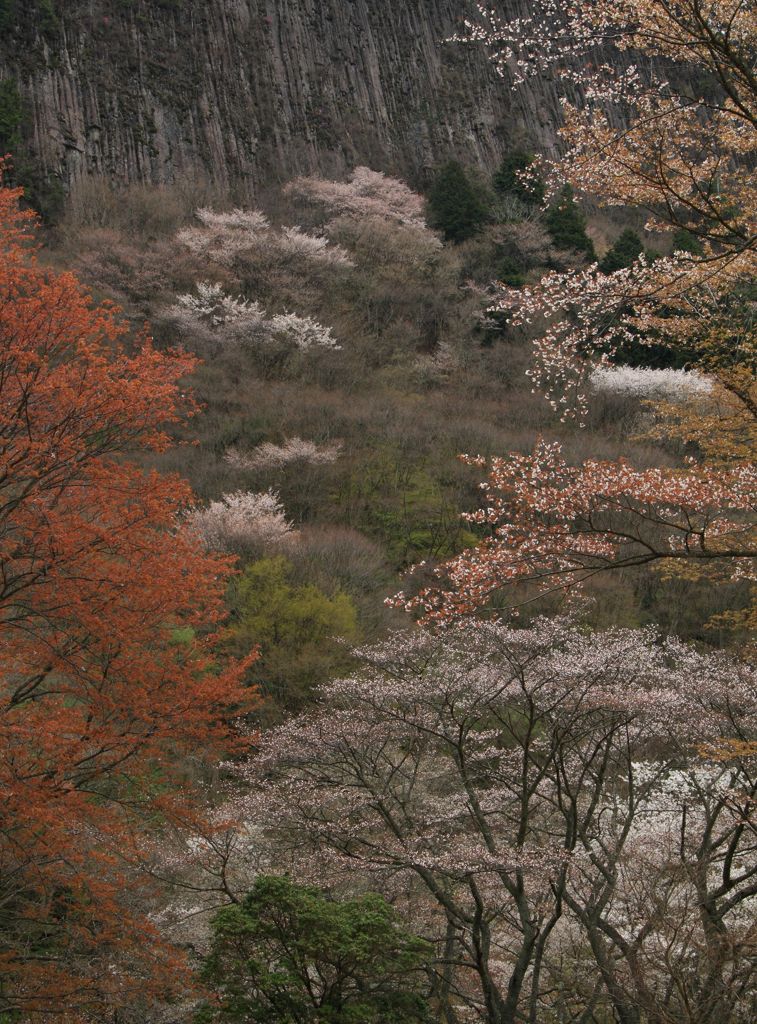 山桜　Ⅲ