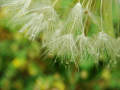 綿毛　雨の日