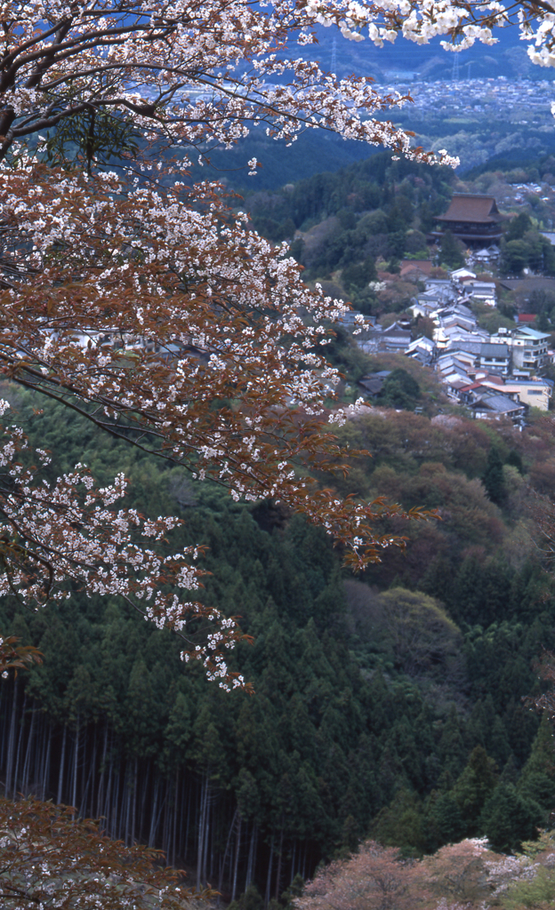 吉野山