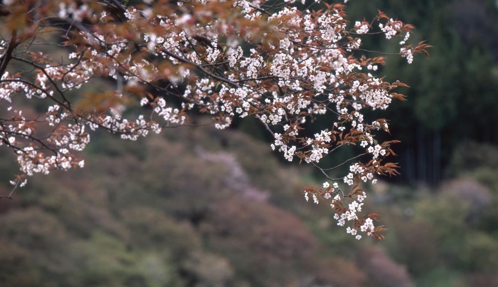 吉野の山桜