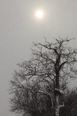 雪の朝