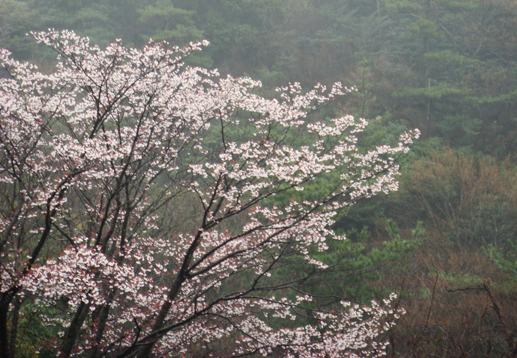 雨に煙る桜かな…