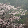 雨に煙る桜かな…