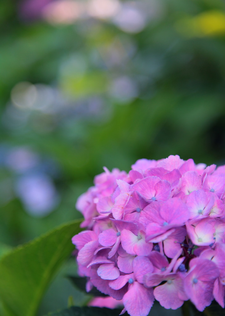 紫陽花　〜天の川〜