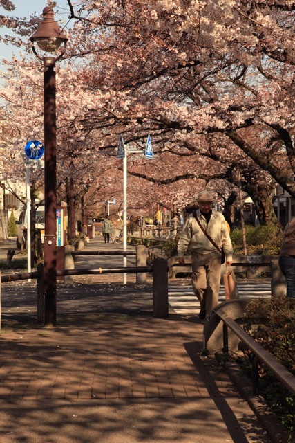 桜の季節ですね、、、