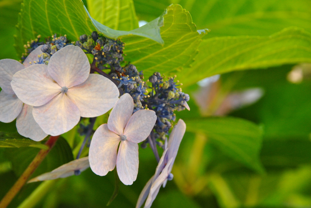 紫陽花　〜かくれんぼ〜