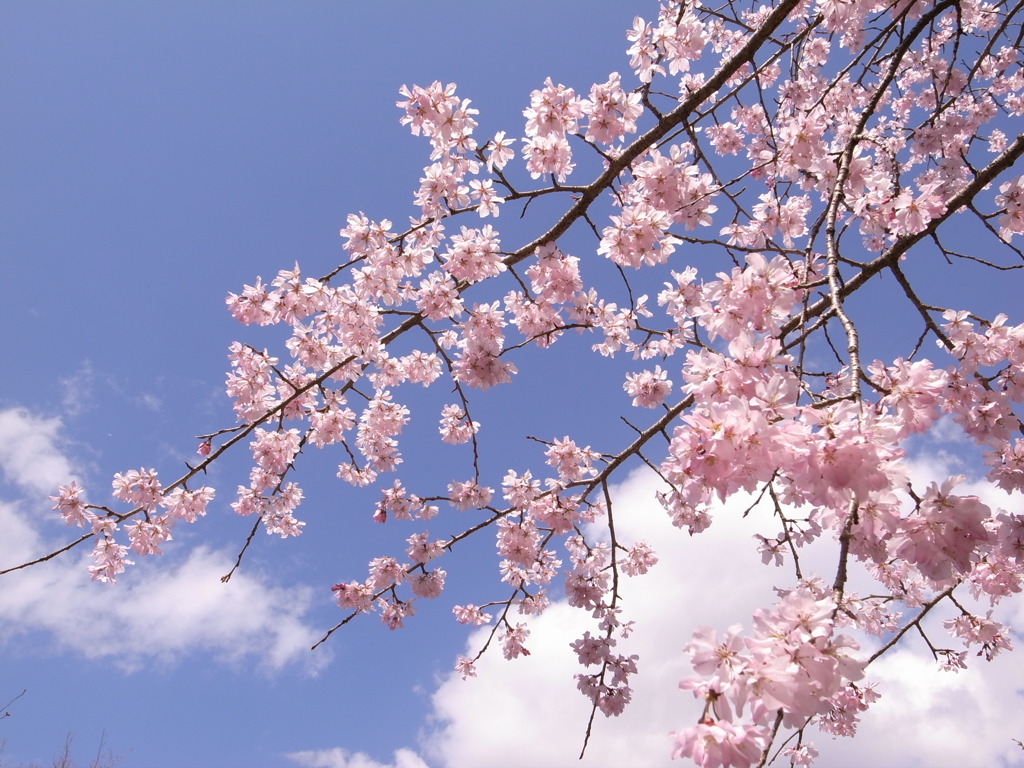 桜の季節ですね