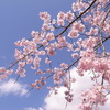 桜の季節ですね