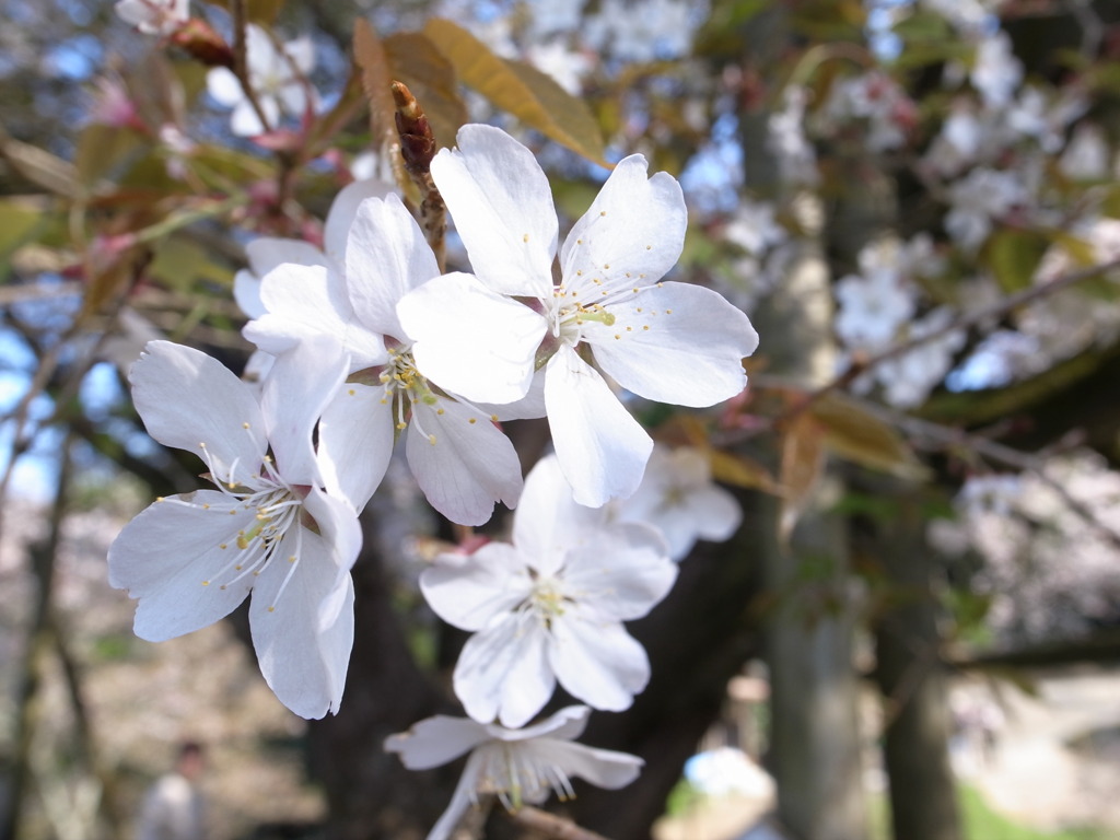 浅井の一本桜