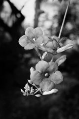 あなたの為に咲く花は