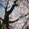 桜色の空