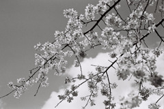 白黒桜