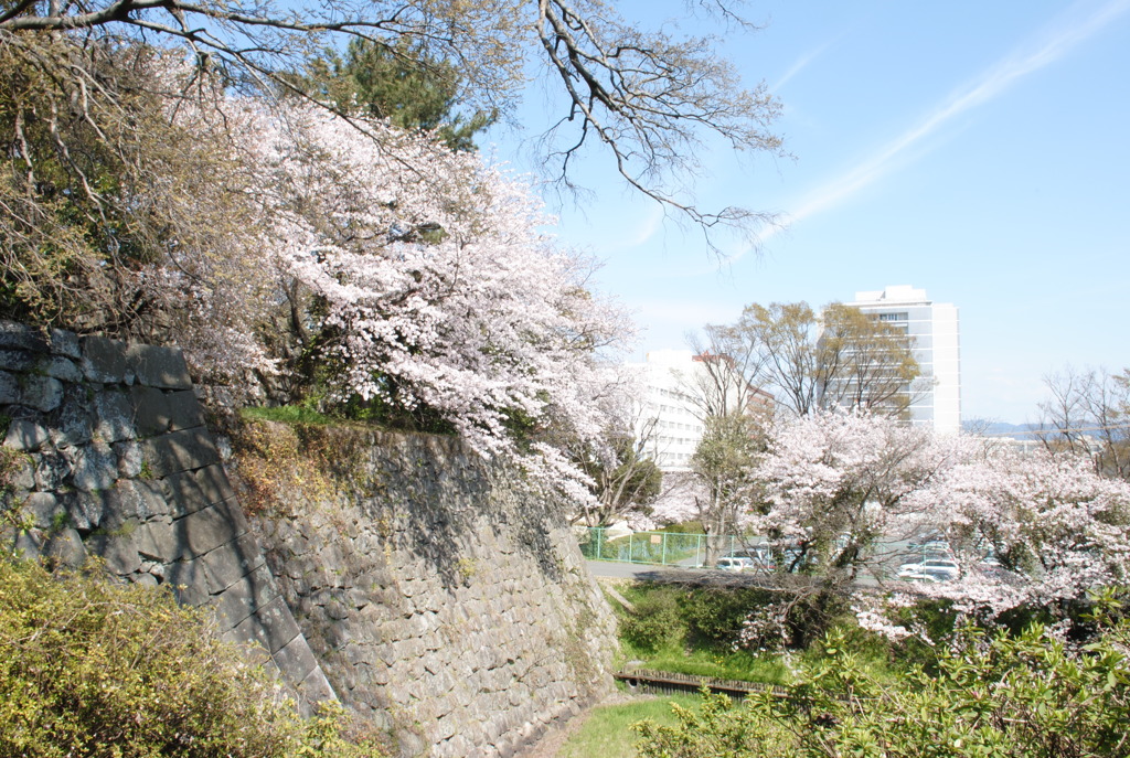 石垣と桜