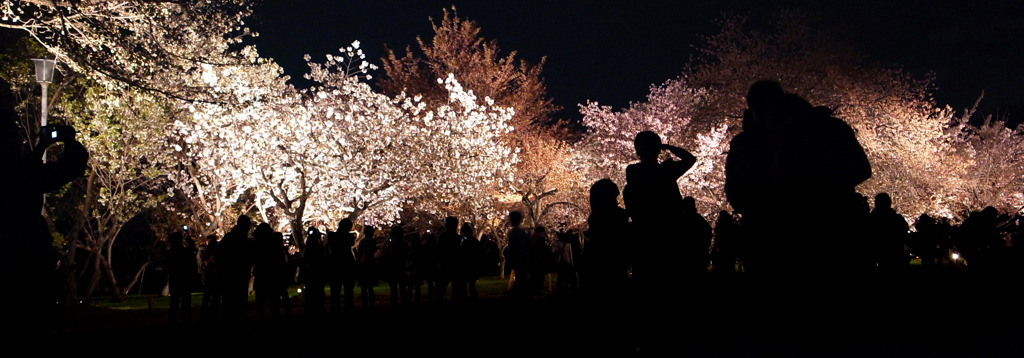 夜桜絵人文様