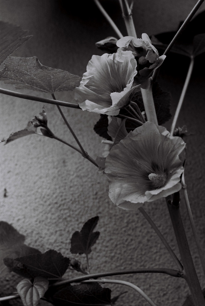 雨上がりの花