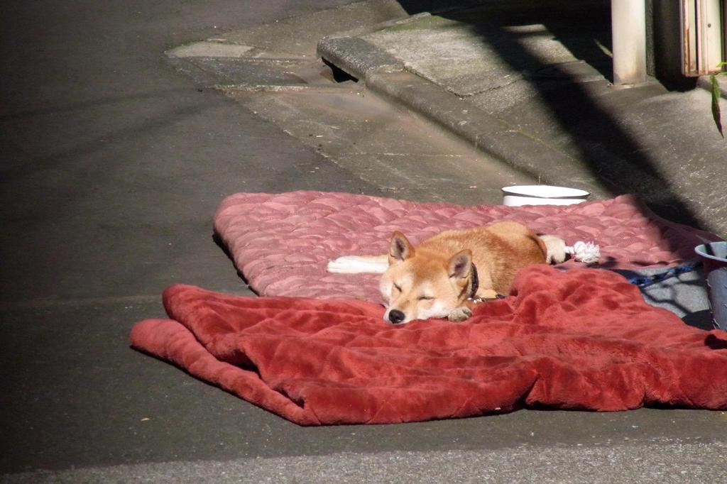 お昼寝