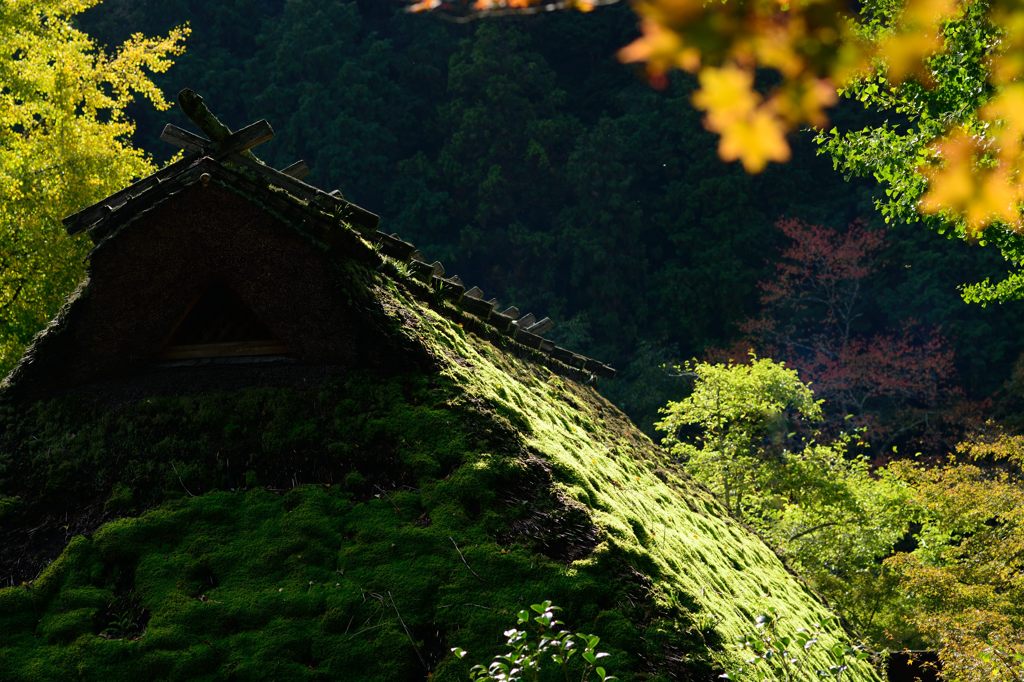 藁ぶきもコケに包まれ紅を待つ