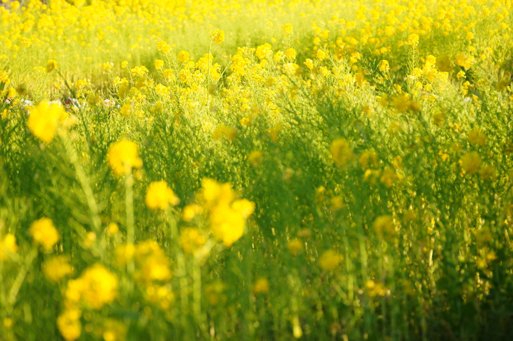 菜の花畑