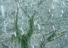 最後のドカ雪