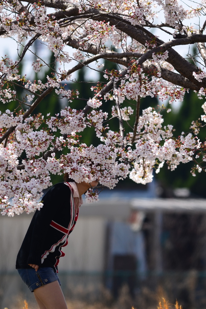 桜の香りに酔いしれて