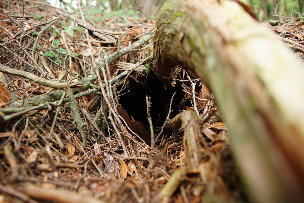 子供は見ちゃダメ！