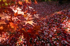 秋色絨毯