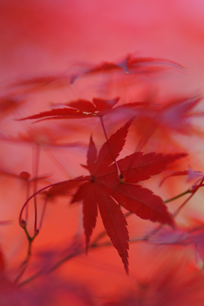 紅に魅せられて