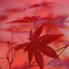 紅に魅せられて