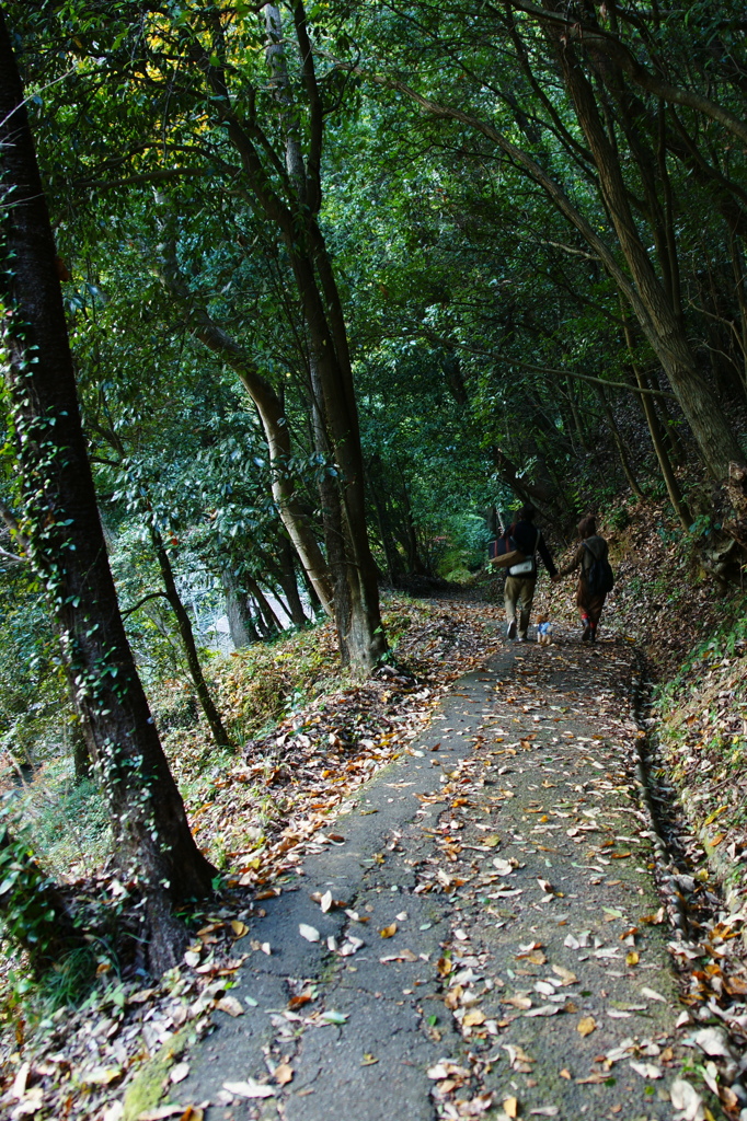 仲良く散歩道