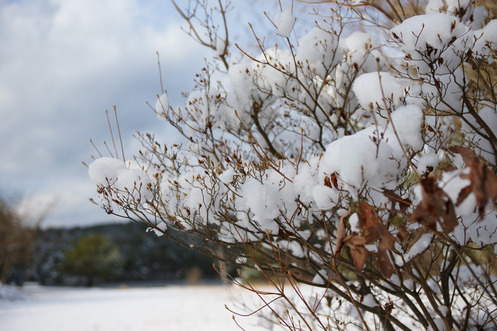 雪の実