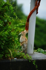 雨の山に訪問者