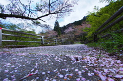 なごり桜