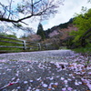 なごり桜