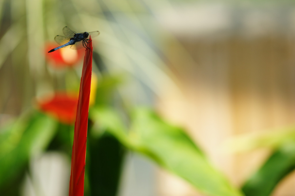 この指と～まれ