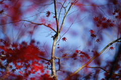紅の誘惑