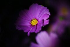 闇に浮花