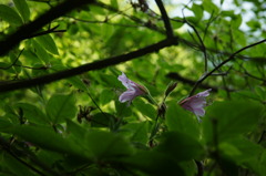 あっち向いてホイ!