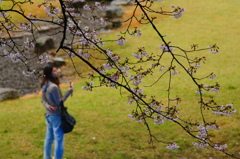桜の木の下に